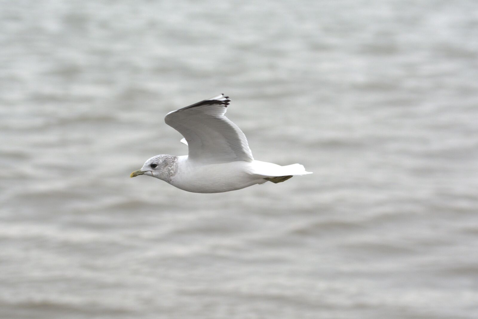 Nikon D5200 sample photo. Herring gull, seagull, larus photography