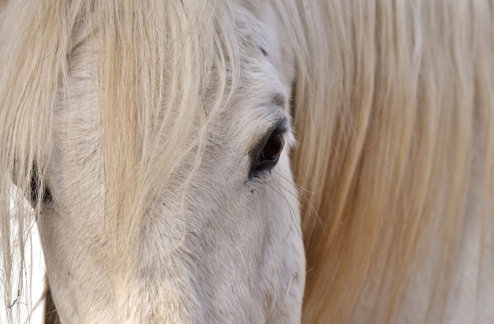 Nikon D7200 sample photo. Mold, horse, white photography