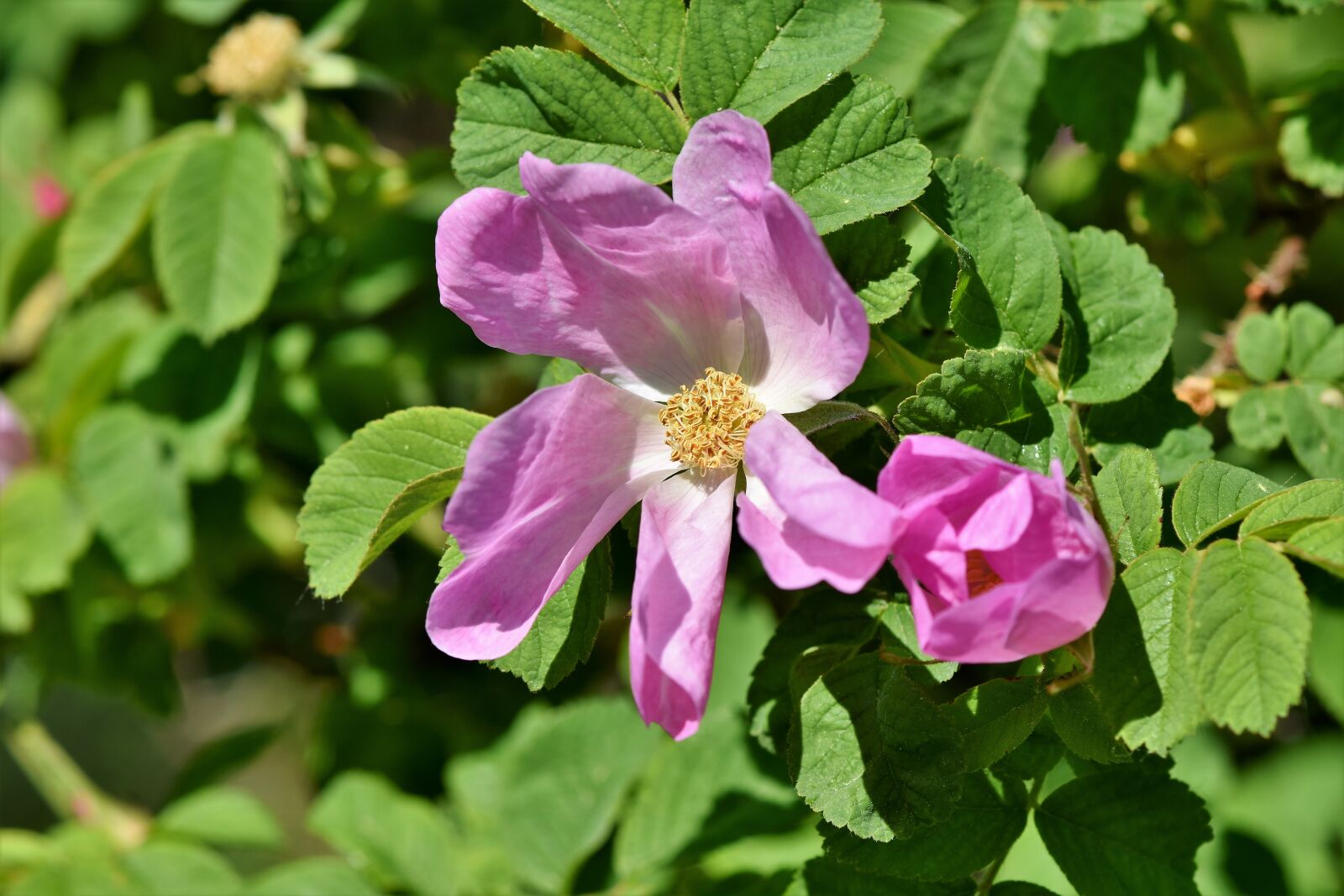 Nikon D7200 sample photo. Anemone, florets, blossom photography