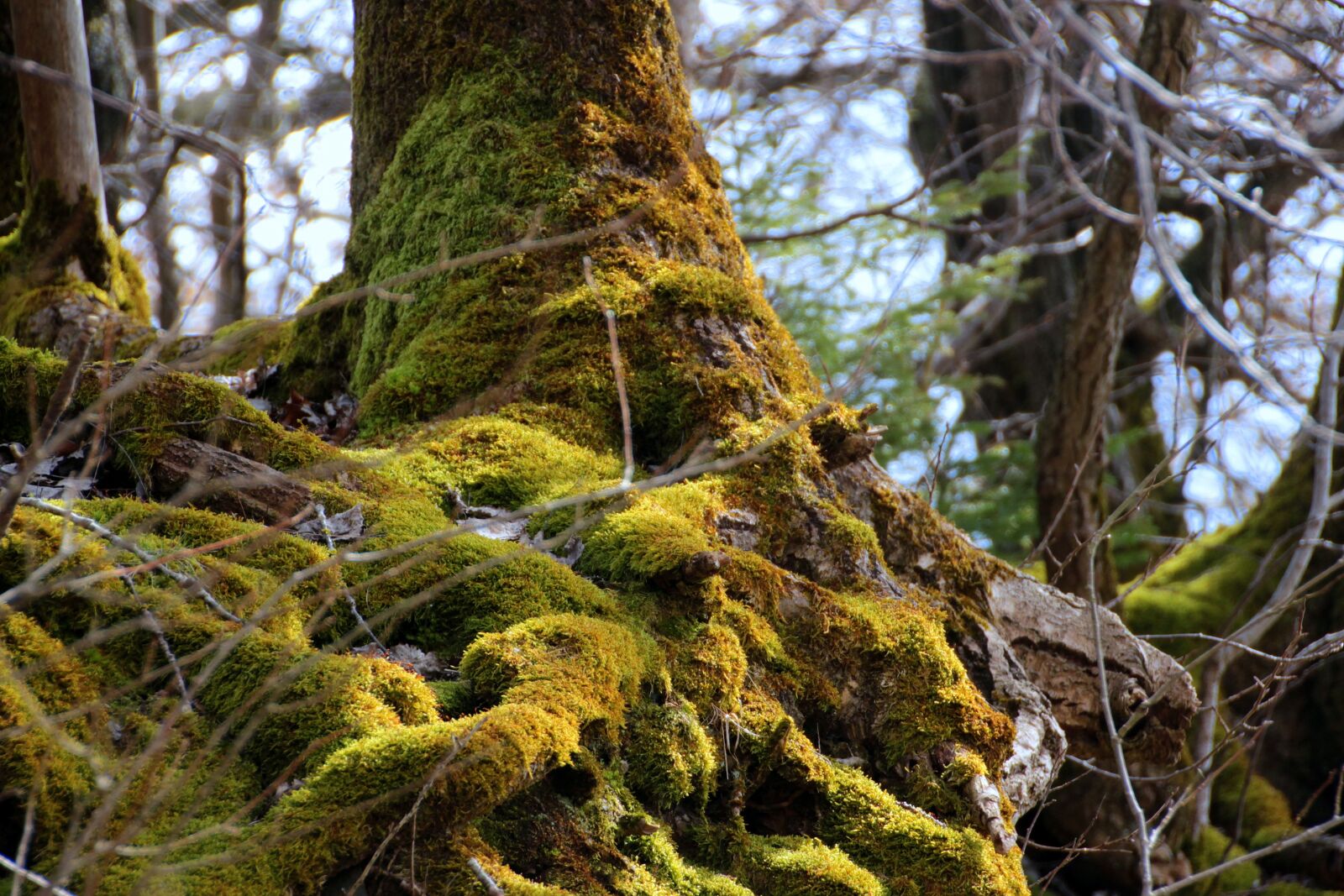 Canon EOS 650D (EOS Rebel T4i / EOS Kiss X6i) sample photo. Tree, root, tree root photography