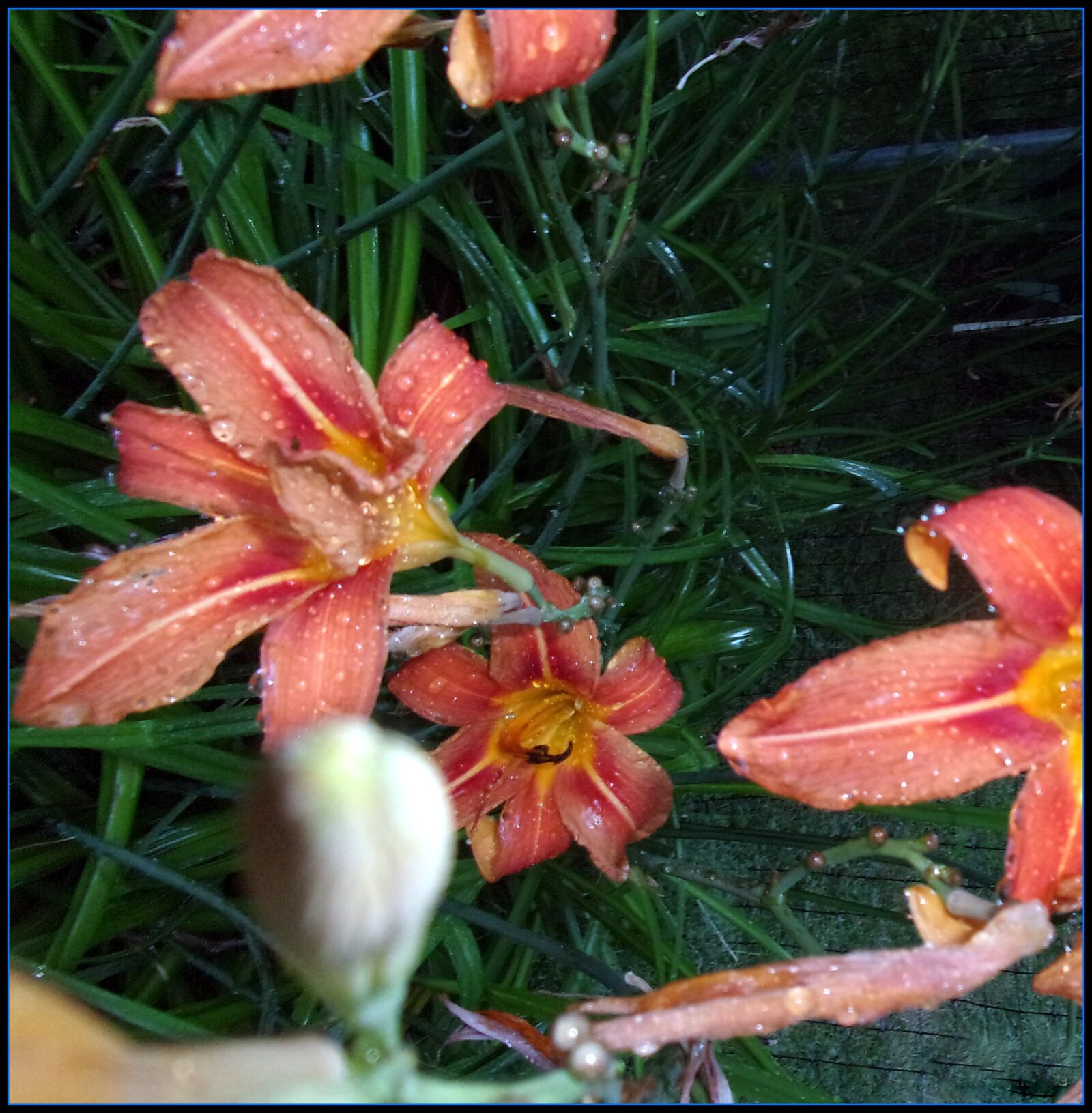 JK KODAK PIXPRO FZ53 sample photo. Lily, orange, flower photography
