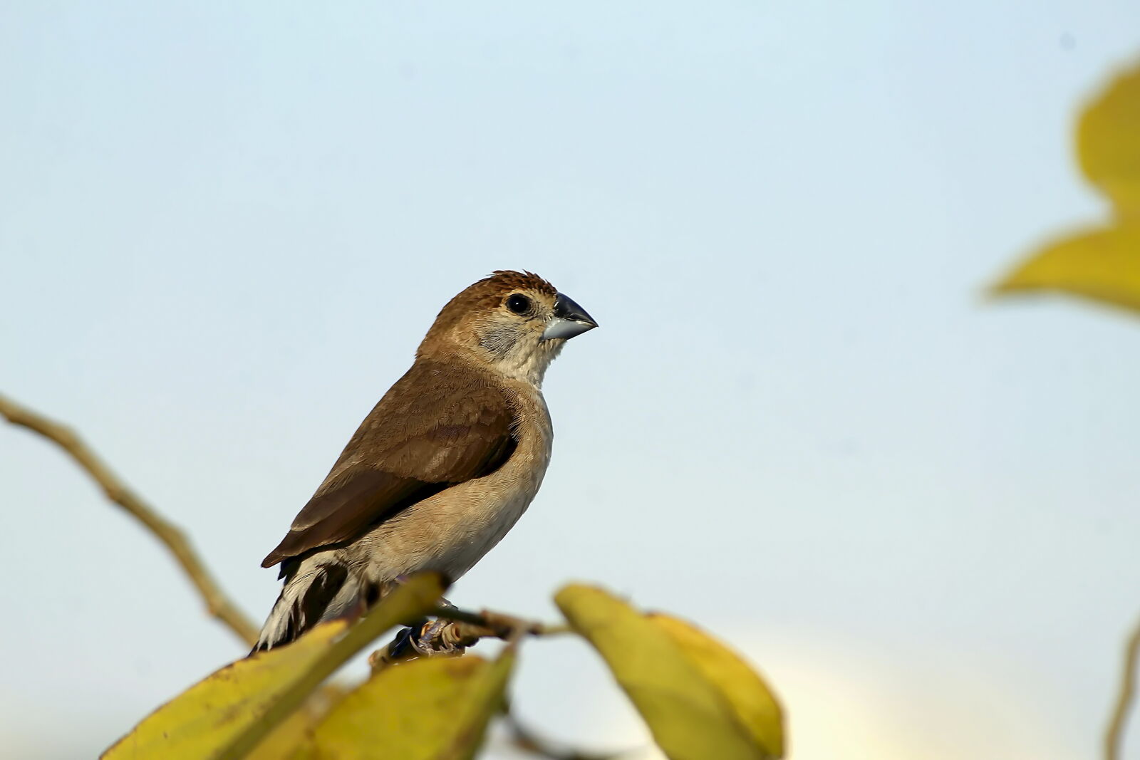 Canon EOS 1200D (EOS Rebel T5 / EOS Kiss X70 / EOS Hi) + Canon EF-S 55-250mm F4-5.6 IS II sample photo. Indian silverbill (white-throated munia) photography