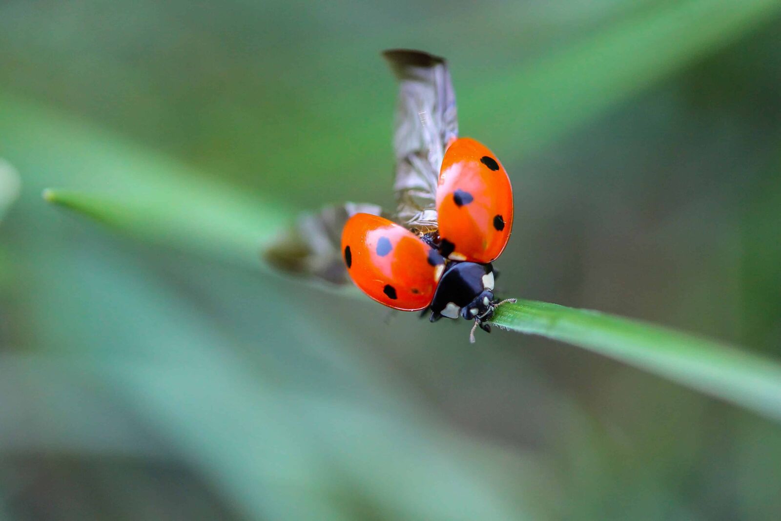 Canon EOS 1100D (EOS Rebel T3 / EOS Kiss X50) sample photo. Insect, nature, ladybug, macro photography