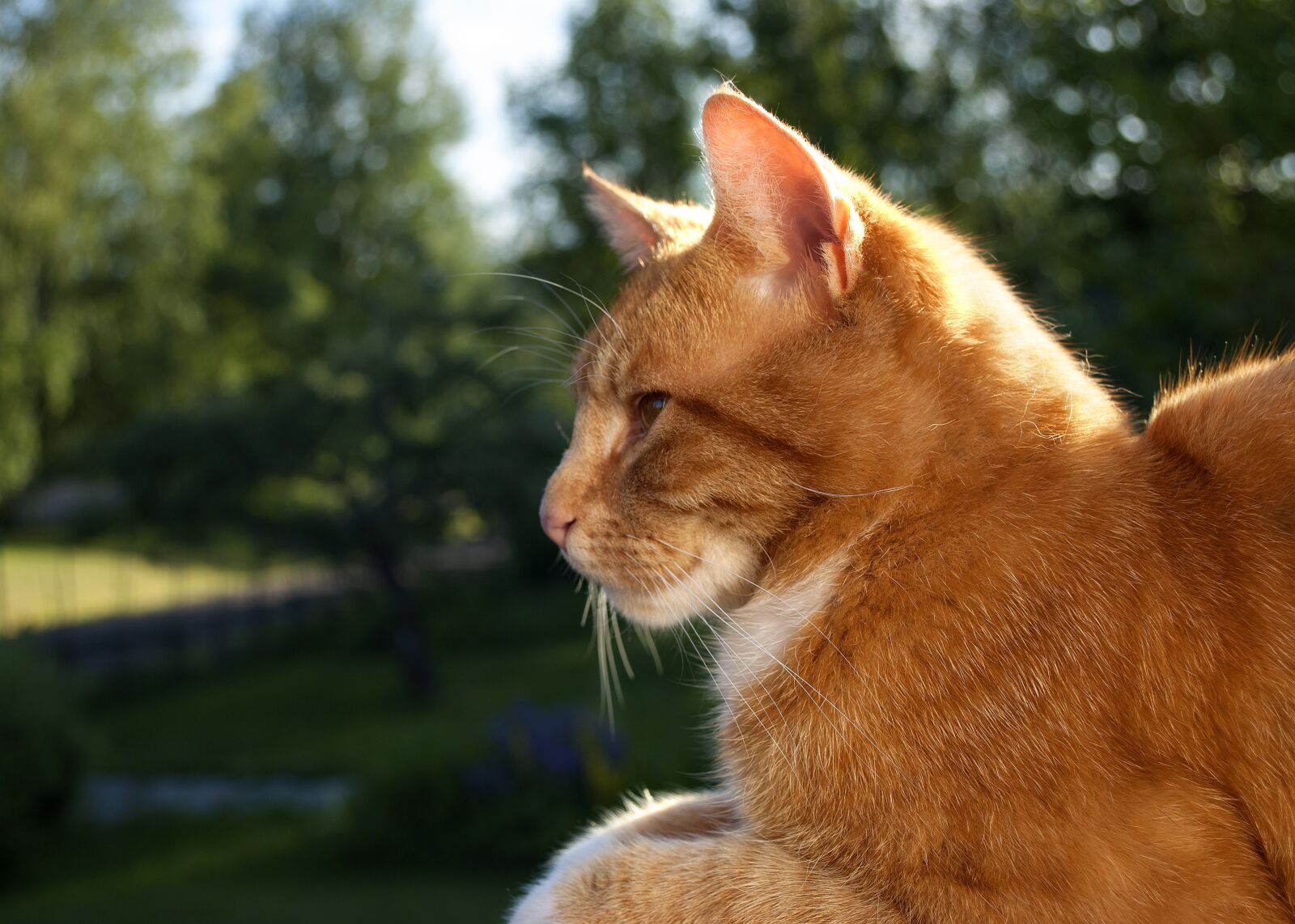 Nikon D60 sample photo. Cat, summer, cute photography