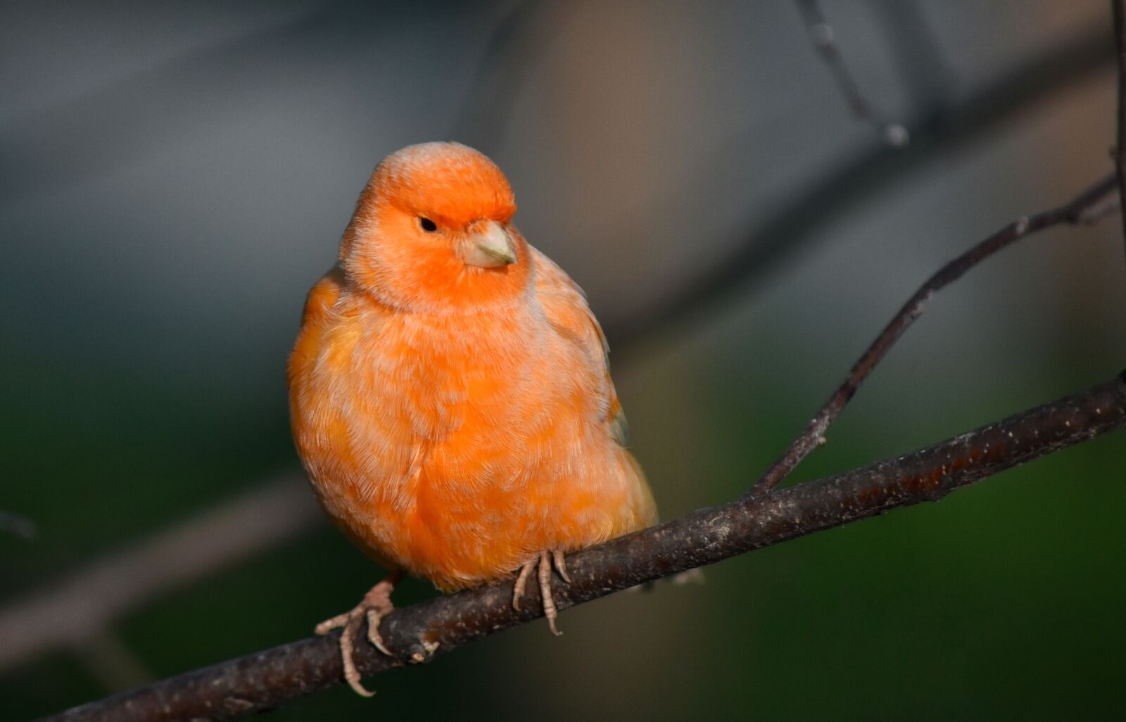 Nikon D7200 sample photo. Red factor canary, bird photography