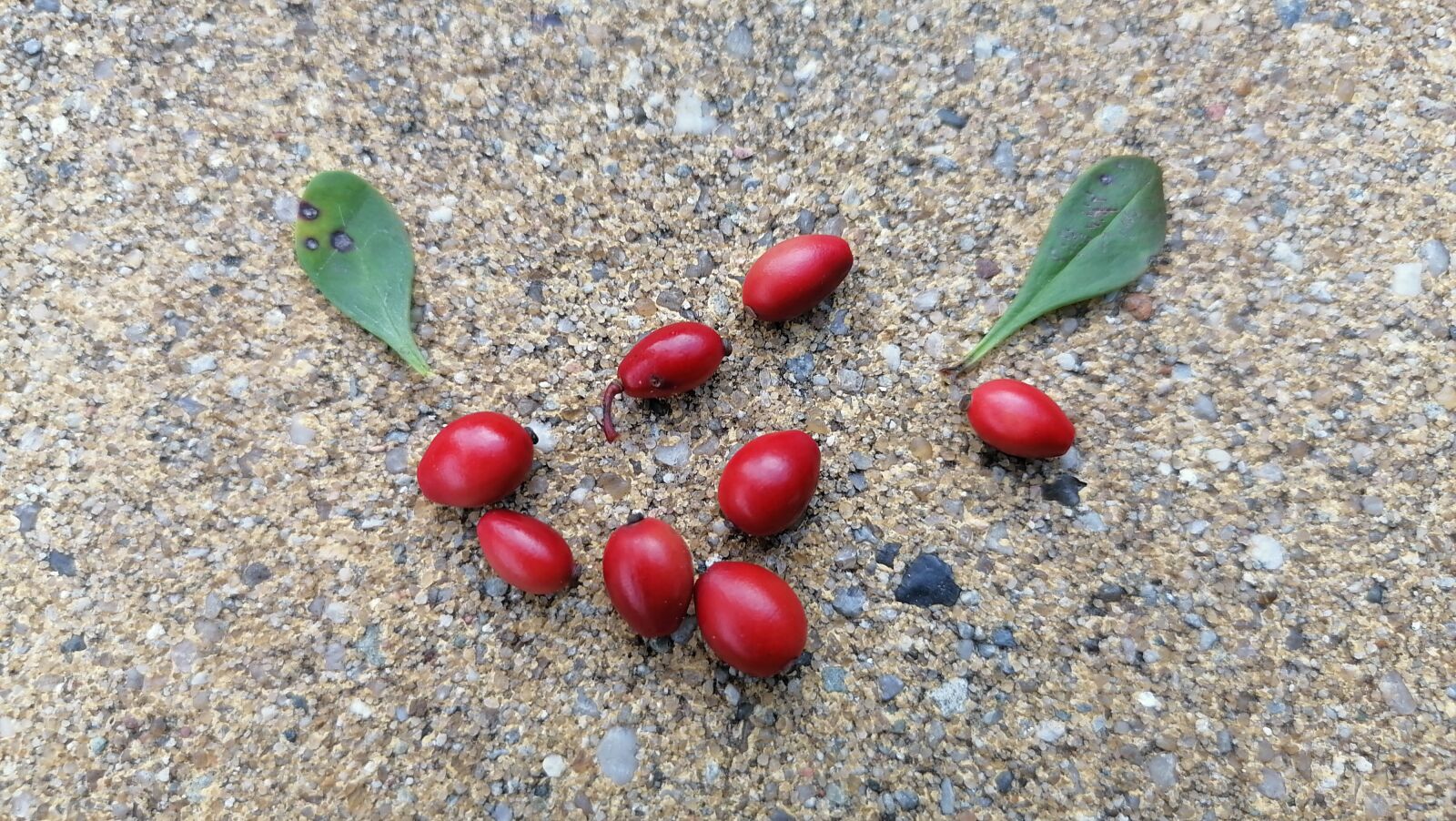 HUAWEI STK-LX1 sample photo. Barberry, fruit, red photography