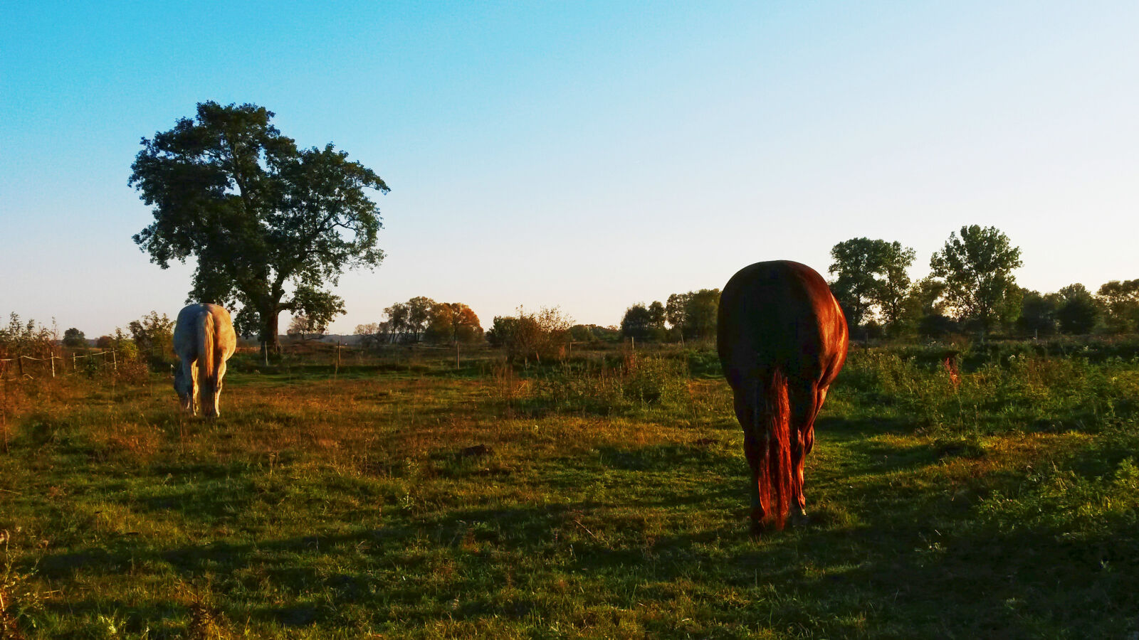 Samsung Galaxy S4 Mini sample photo. Animals, horse photography