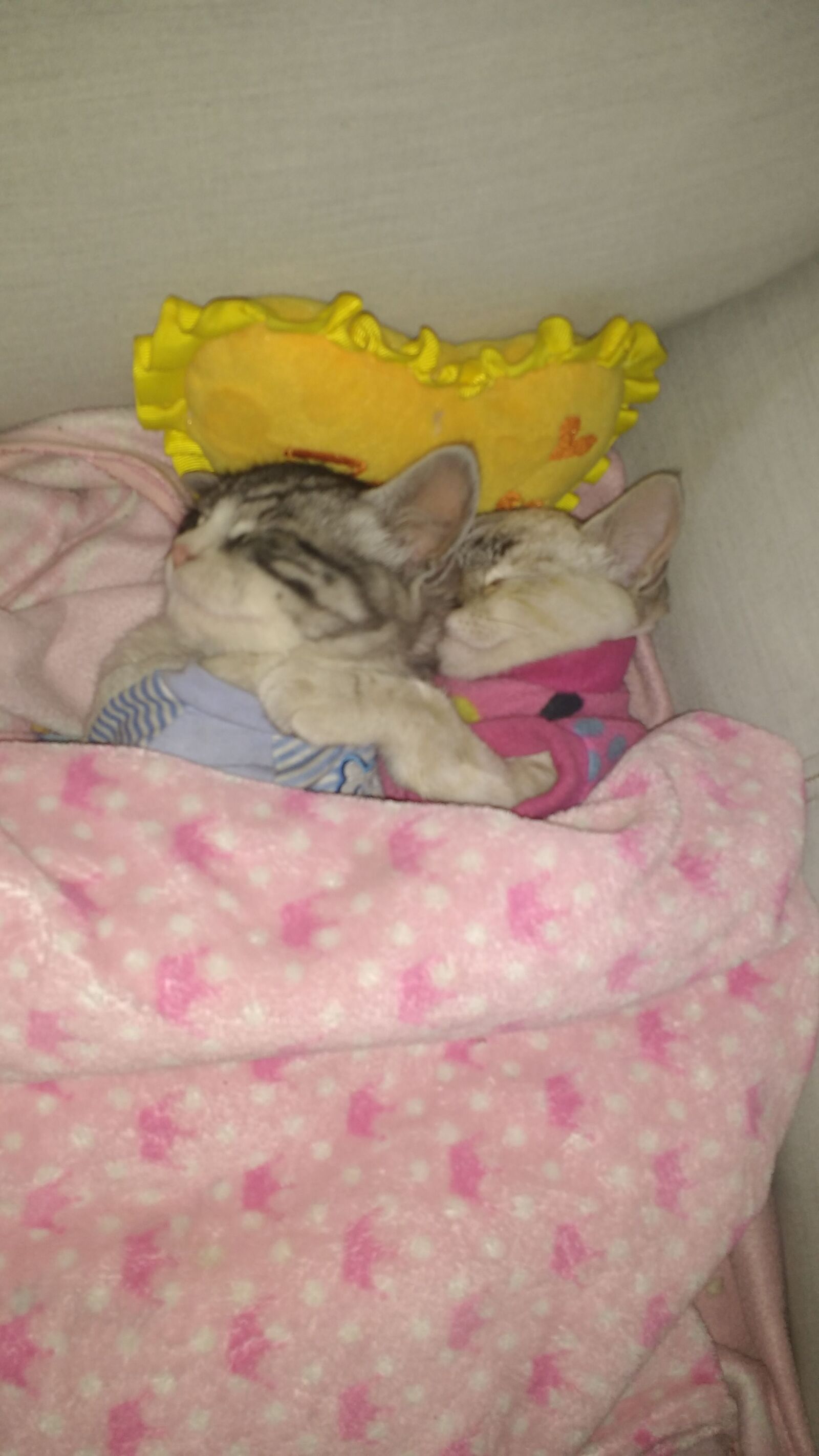 Motorola MotoG3 sample photo. Kitten, cute, tender photography