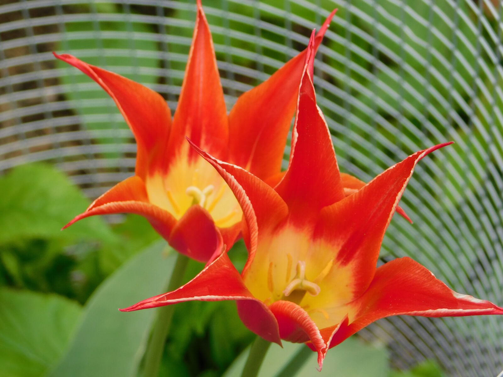 Nikon Coolpix B500 sample photo. Twins, tulips, floral photography