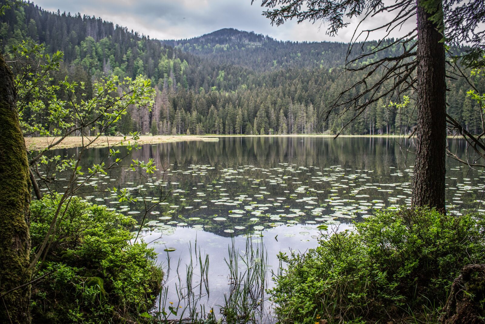Nikon D3100 sample photo. Arber lake, bavaria, mountain photography