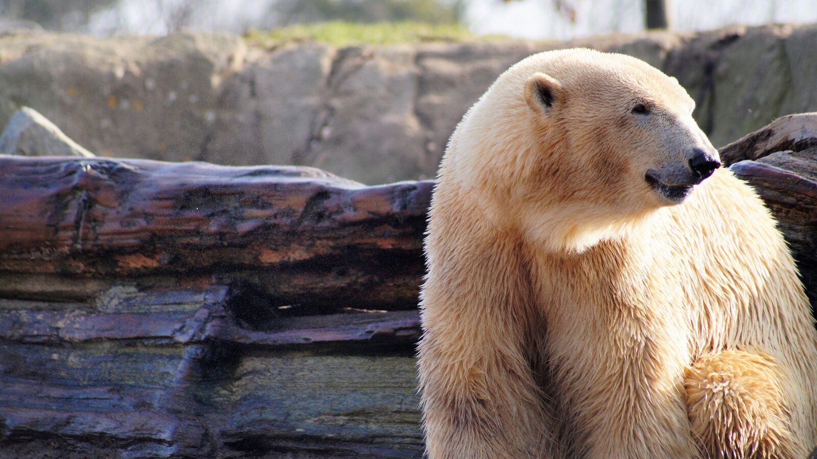 Sony SLT-A58 sample photo. Polar bear, animal, wild photography