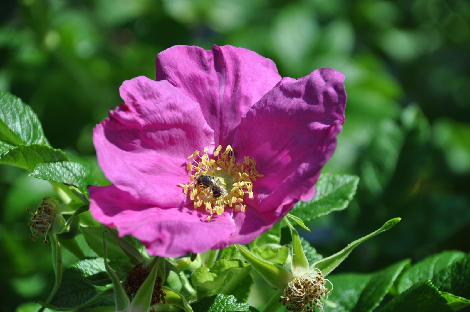 Nikon D90 sample photo. Pink, flower, flowers photography
