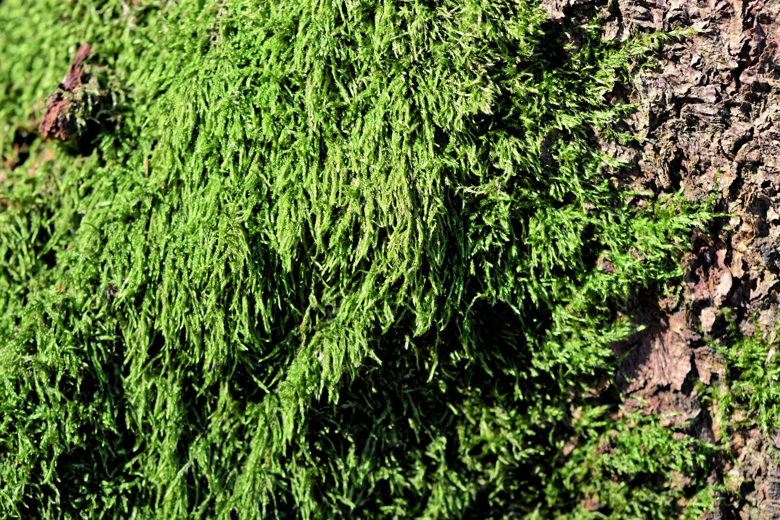 Nikon D7200 sample photo. Moss, log, nature photography