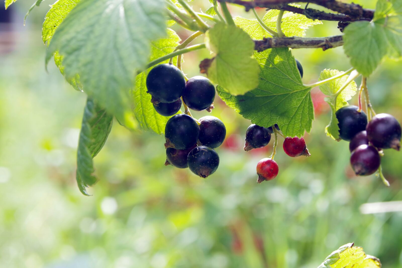 Pentax K-S2 sample photo. Black currant, currant, natural photography