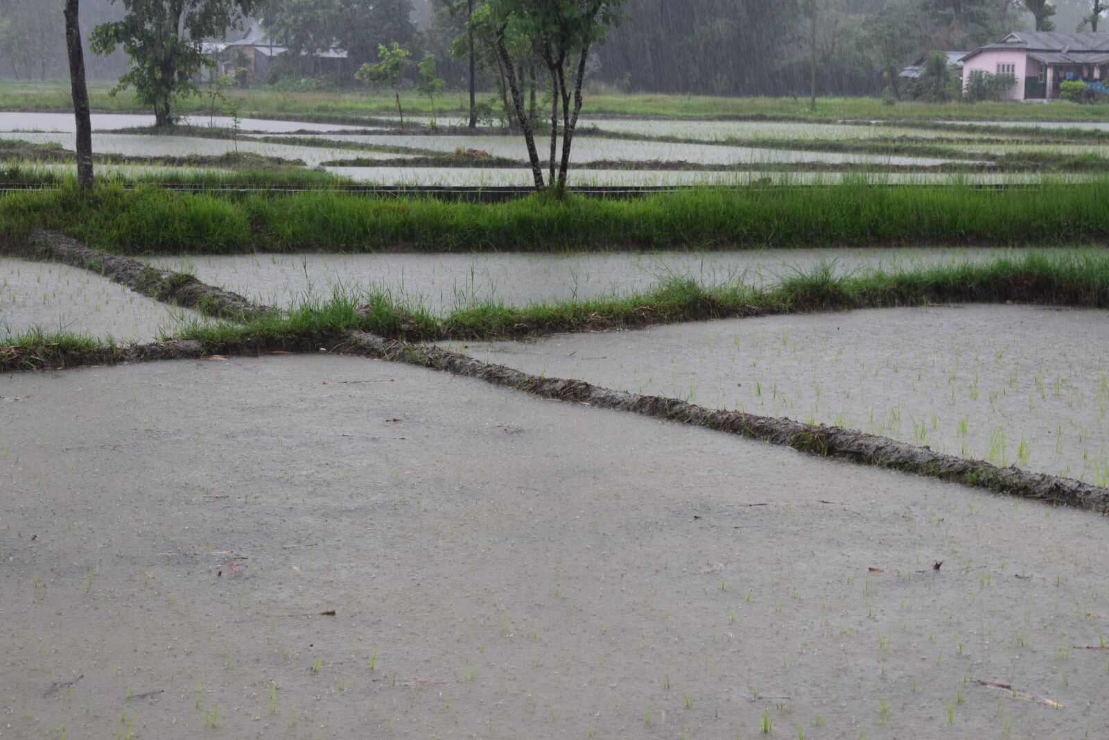 Nikon D5300 sample photo. Raining, rain, nature photography