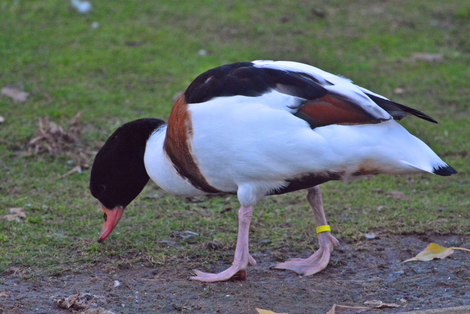 Nikon D7100 sample photo. Duck, bird, common shelduck photography