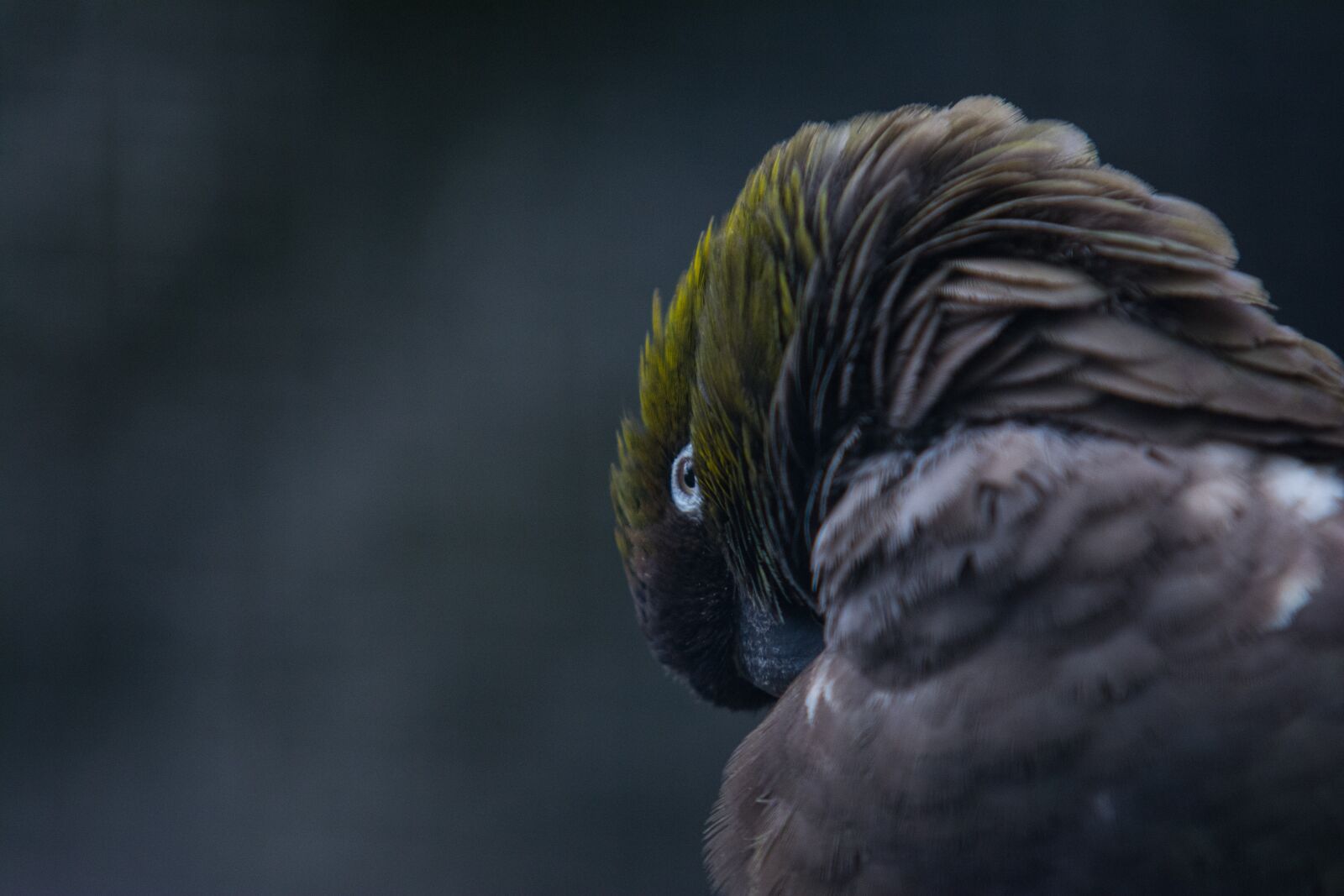 Nikon D7100 sample photo. Bird, nature, animal photography