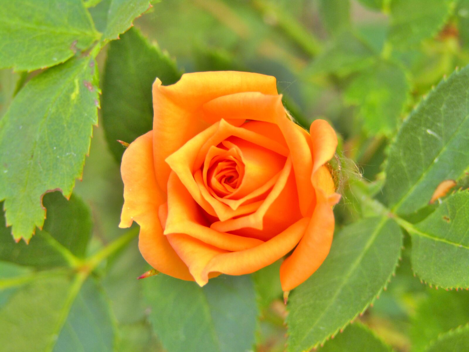 Canon POWERSHOT SX432 IS sample photo. Rose, orange, blumenstock photography