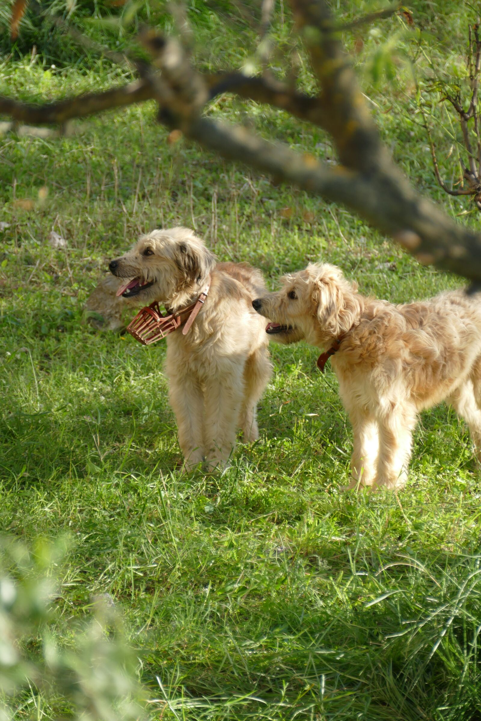 Panasonic Lumix DMC-FZ1000 sample photo. Bouvier, dog, pet photography