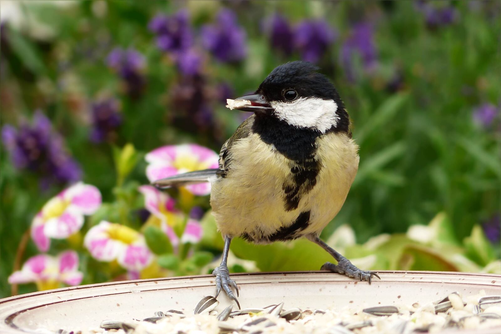 Panasonic Lumix DMC-FZ200 sample photo. Animal, bird, tit photography