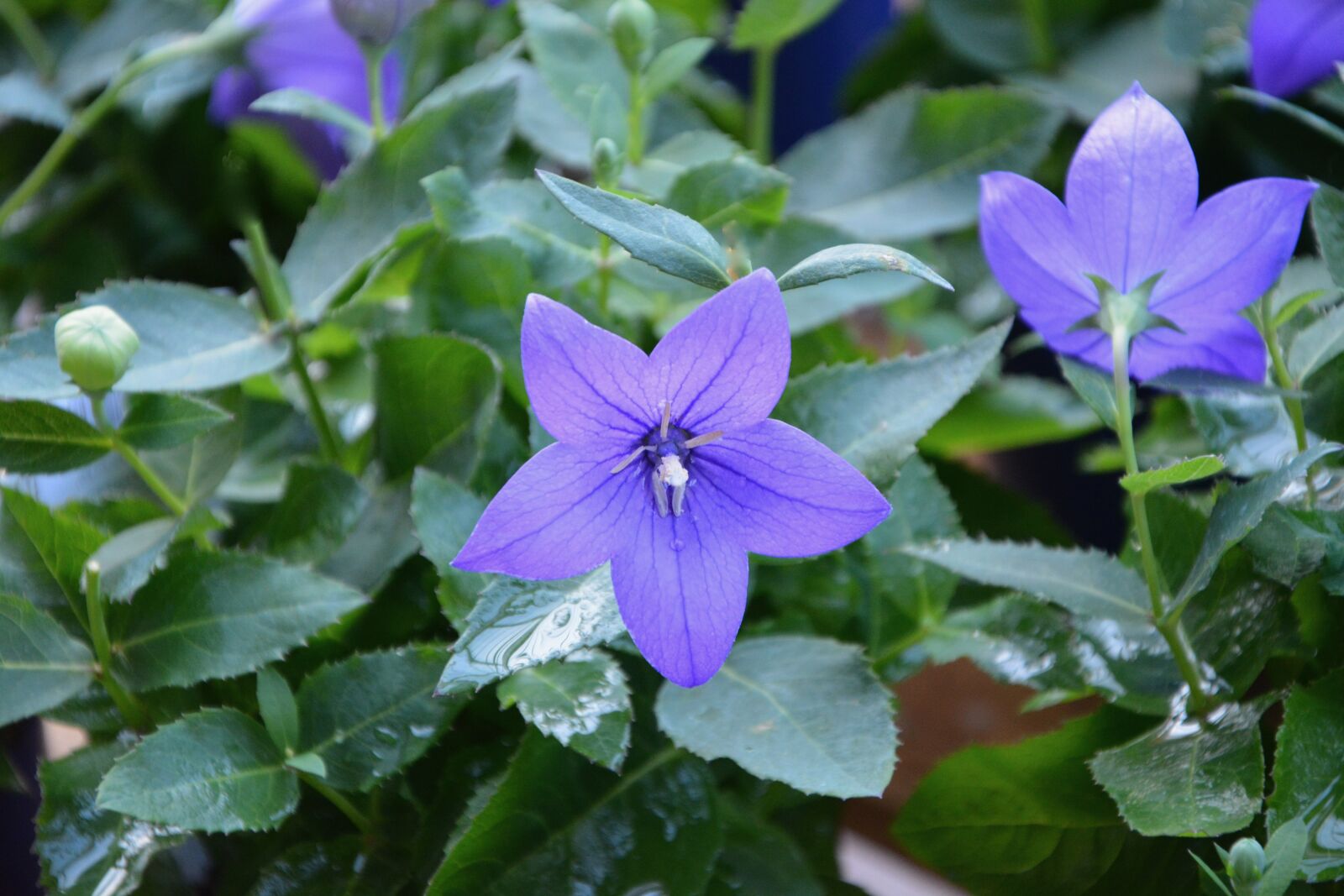 Nikon D5200 sample photo. Flower, flowers bellibells, color photography