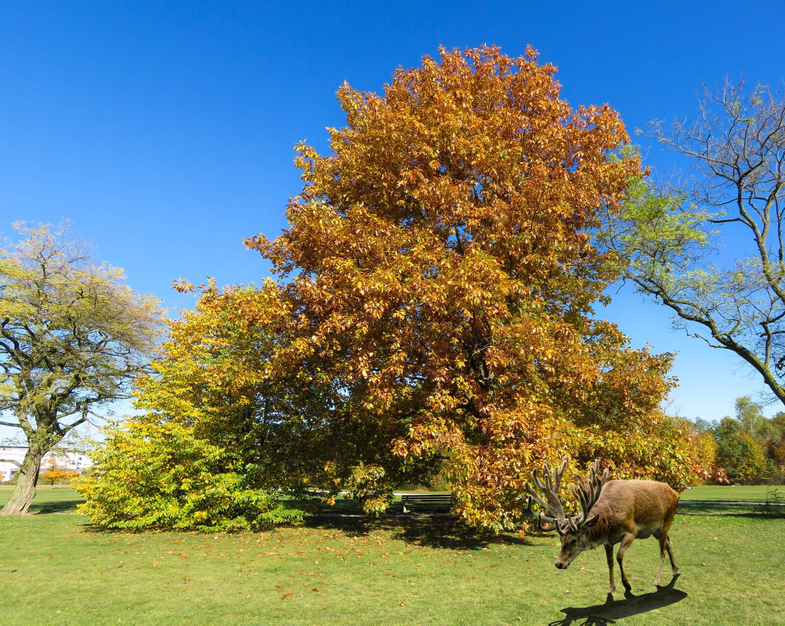 Canon PowerShot SX710 HS sample photo. Nature, landscape, autumn photography