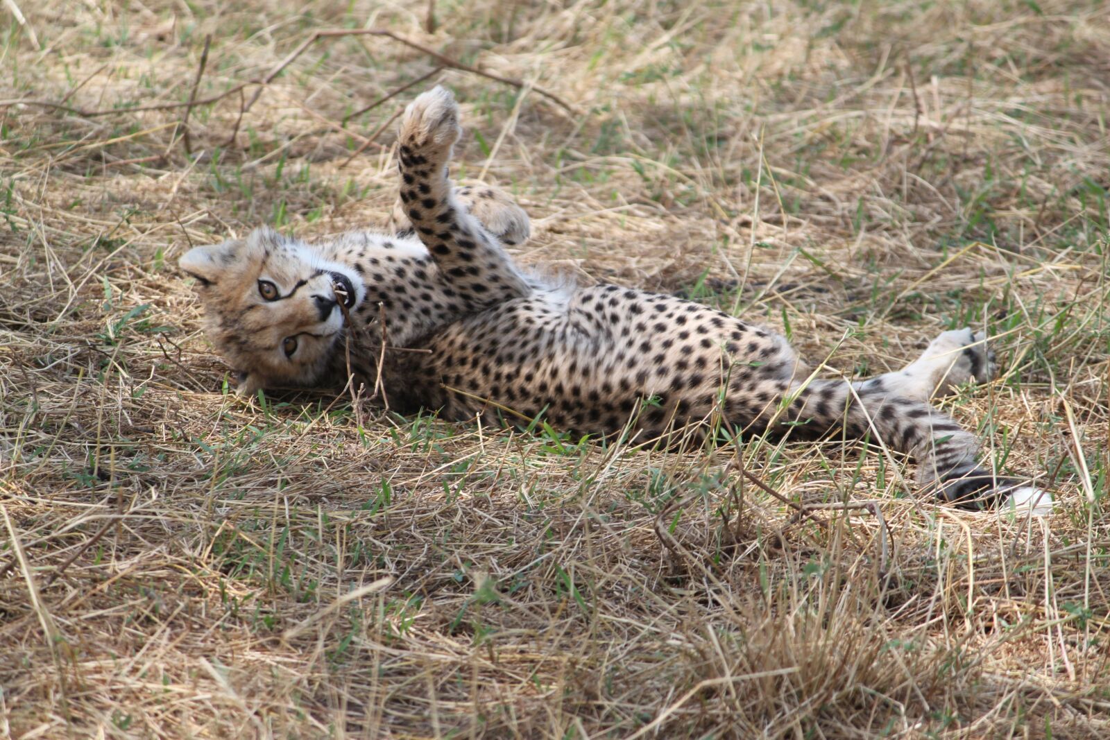 Canon EOS 500D (EOS Rebel T1i / EOS Kiss X3) sample photo. Africa, safari, tanzania photography