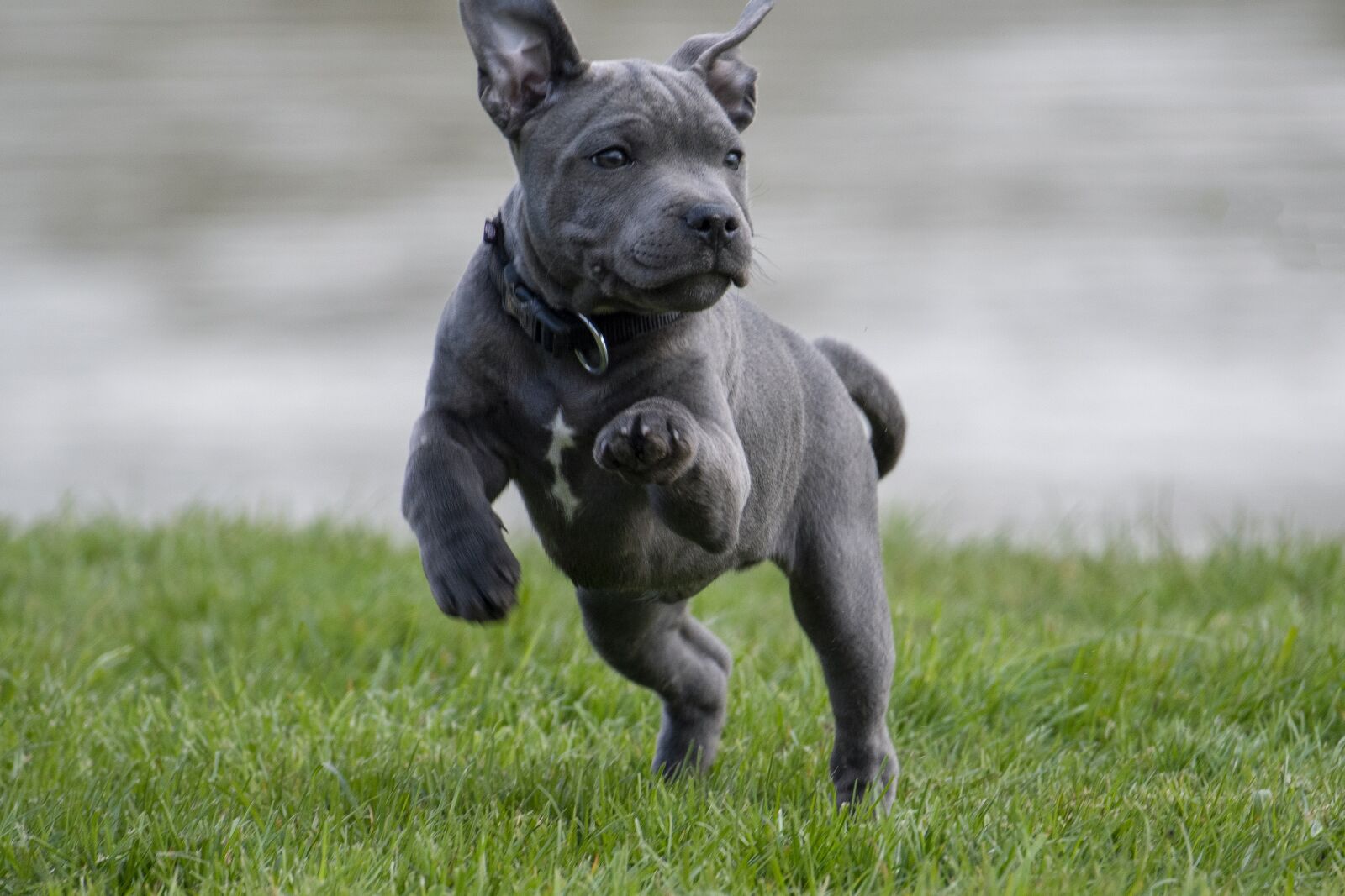 Nikon D500 sample photo. Dog, puppy, adorable photography