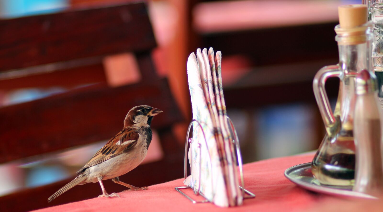 Canon EOS 700D (EOS Rebel T5i / EOS Kiss X7i) + Canon EF 85mm F1.8 USM sample photo. Sparrow, table, restaurant photography