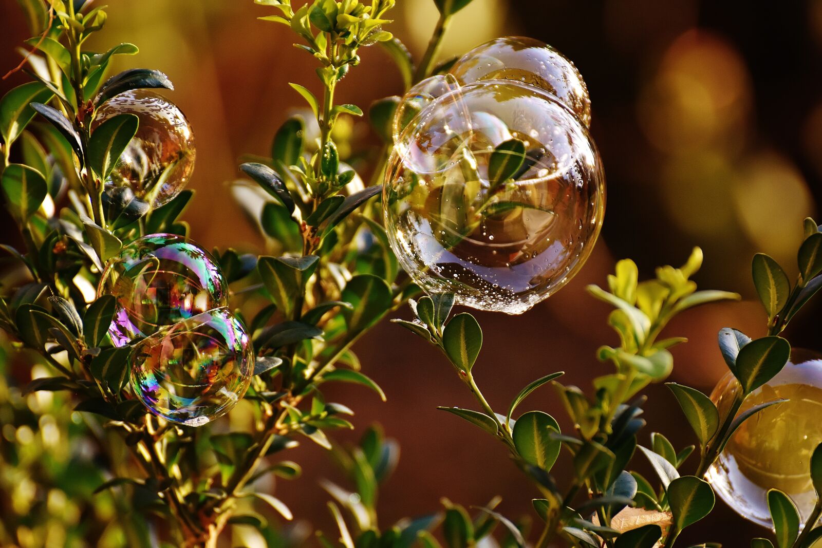 Nikon D7200 sample photo. Soap bubble, colorful, buxbaum photography