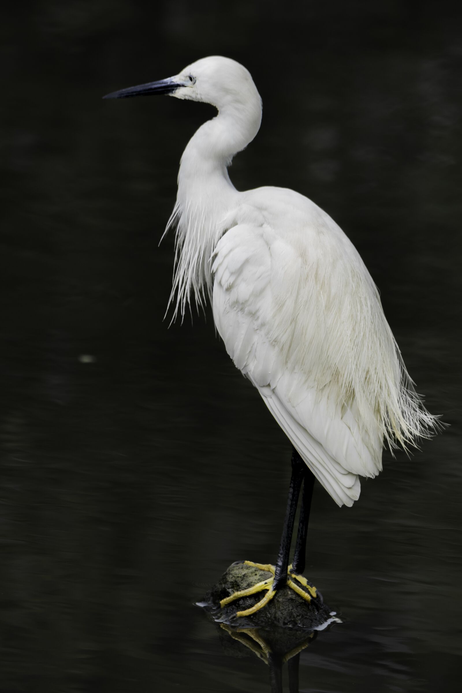 Nikon D5500 sample photo. Bird, feather, egret photography