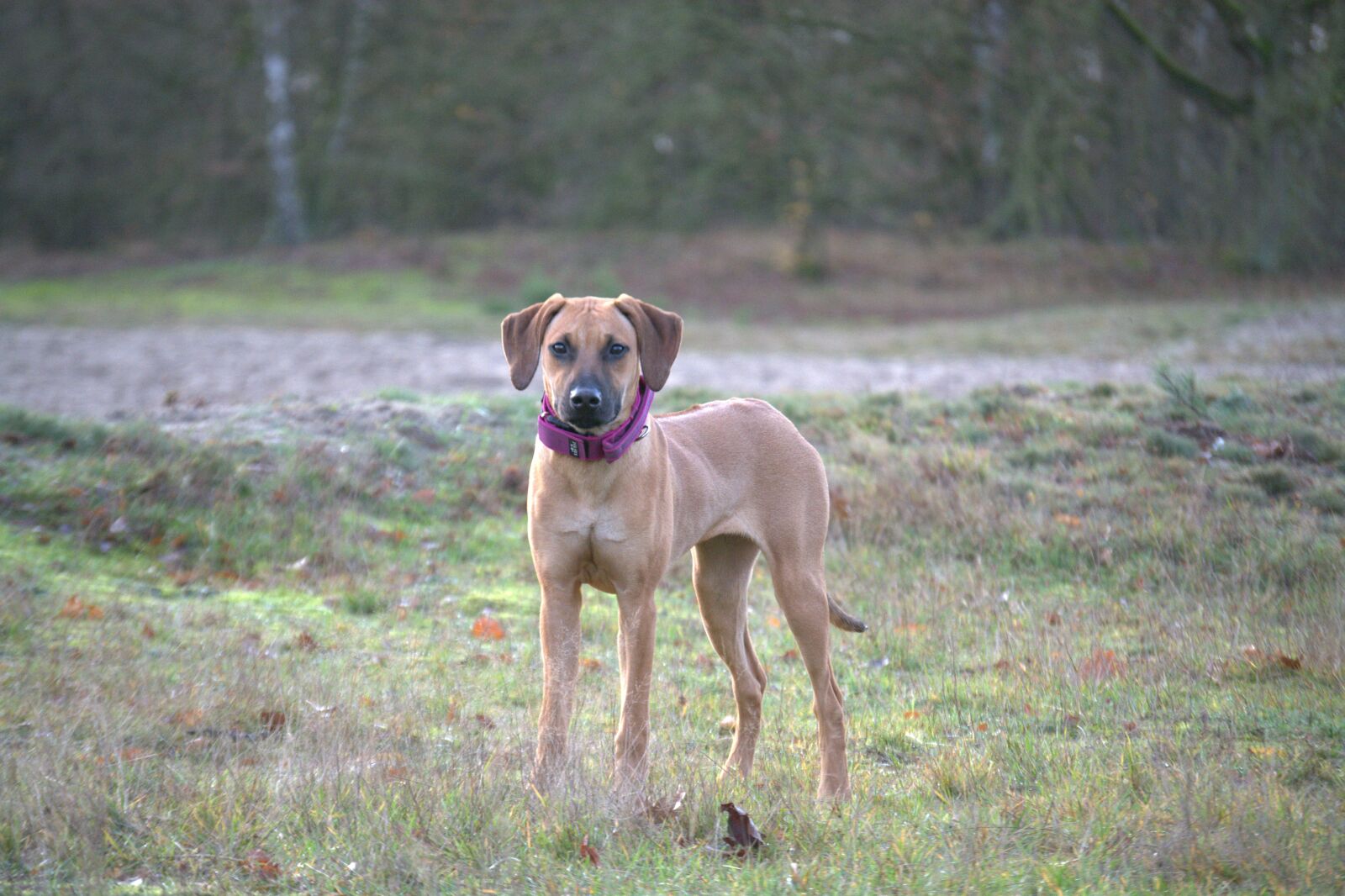 Nikon D5200 sample photo. Dog, rhodesian ridgeback, ridgeback photography