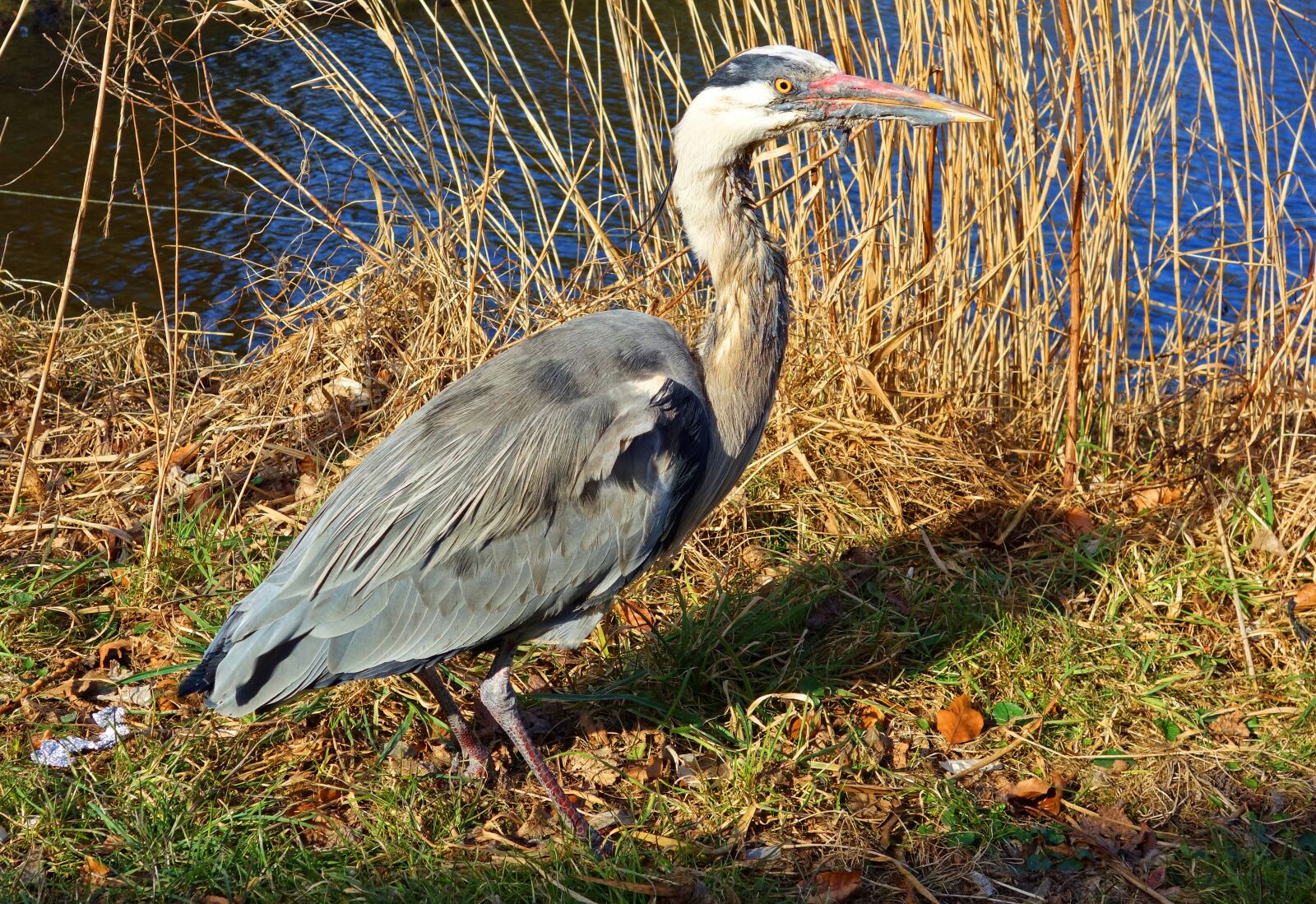Sony Cyber-shot DSC-RX100 sample photo. Gray heron, heron, bird photography
