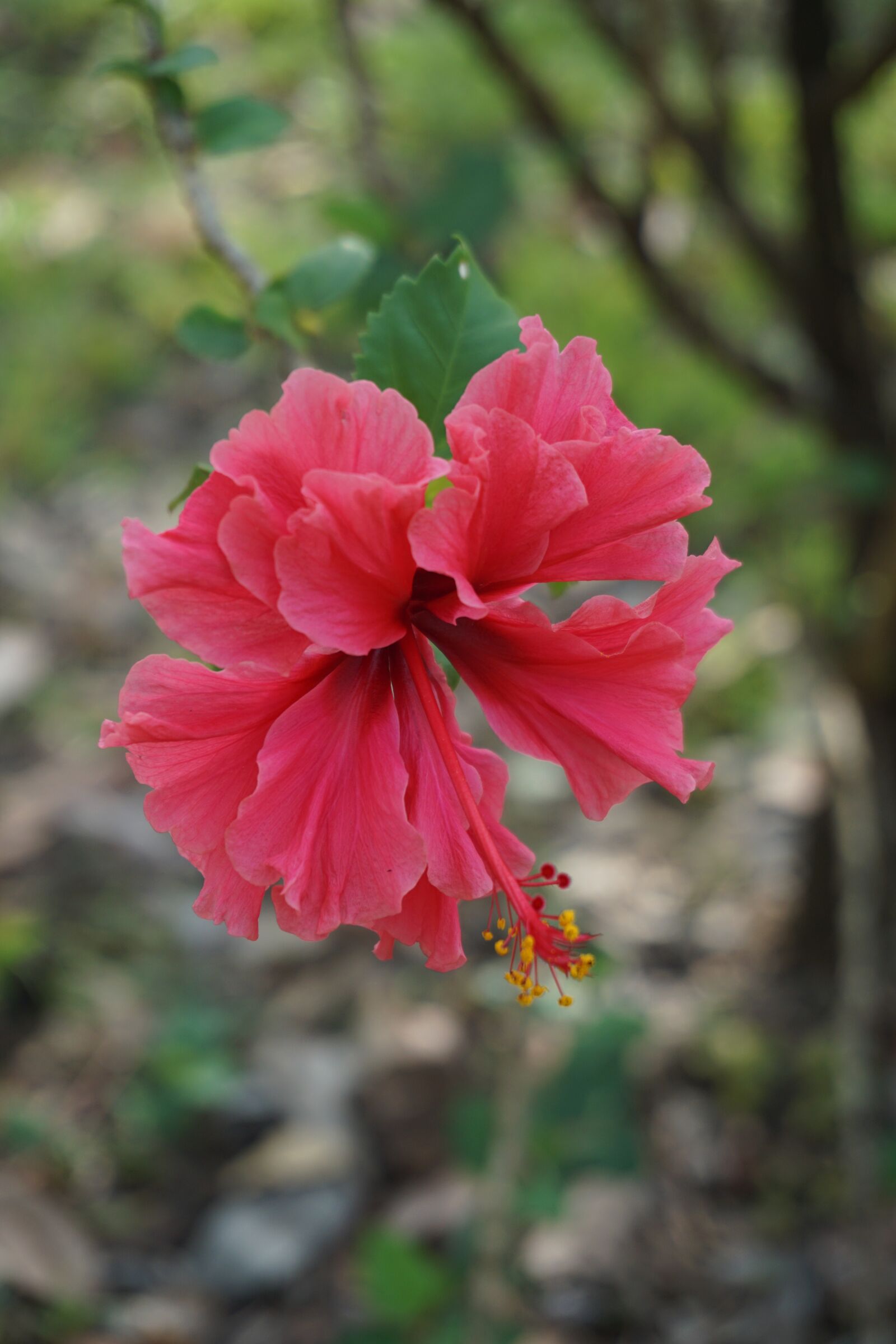 Sony a6000 sample photo. Hibiscus, nature, australia photography