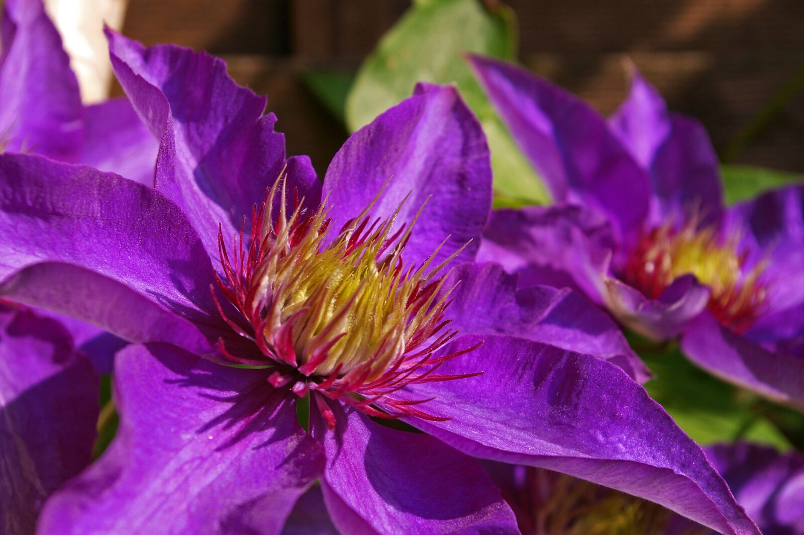 Pentax *ist DL2 sample photo. Clematis, clematis flower, petals photography