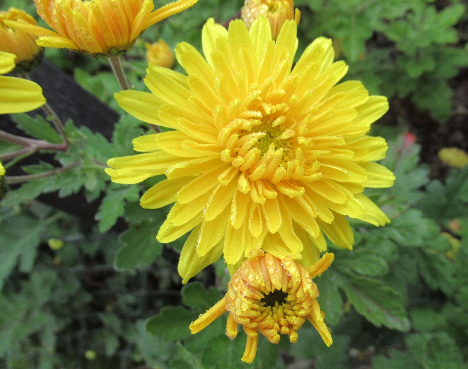 Canon PowerShot SX620 HS sample photo. Autumn, chrysanthemum, yellow photography