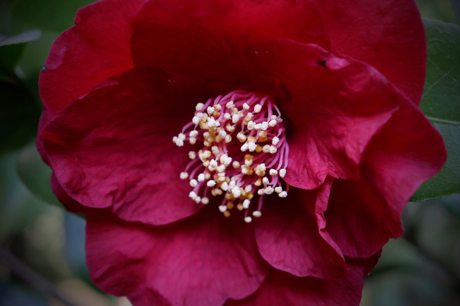 Canon EOS 800D (EOS Rebel T7i / EOS Kiss X9i) sample photo. Blossom, bloom, camellia photography