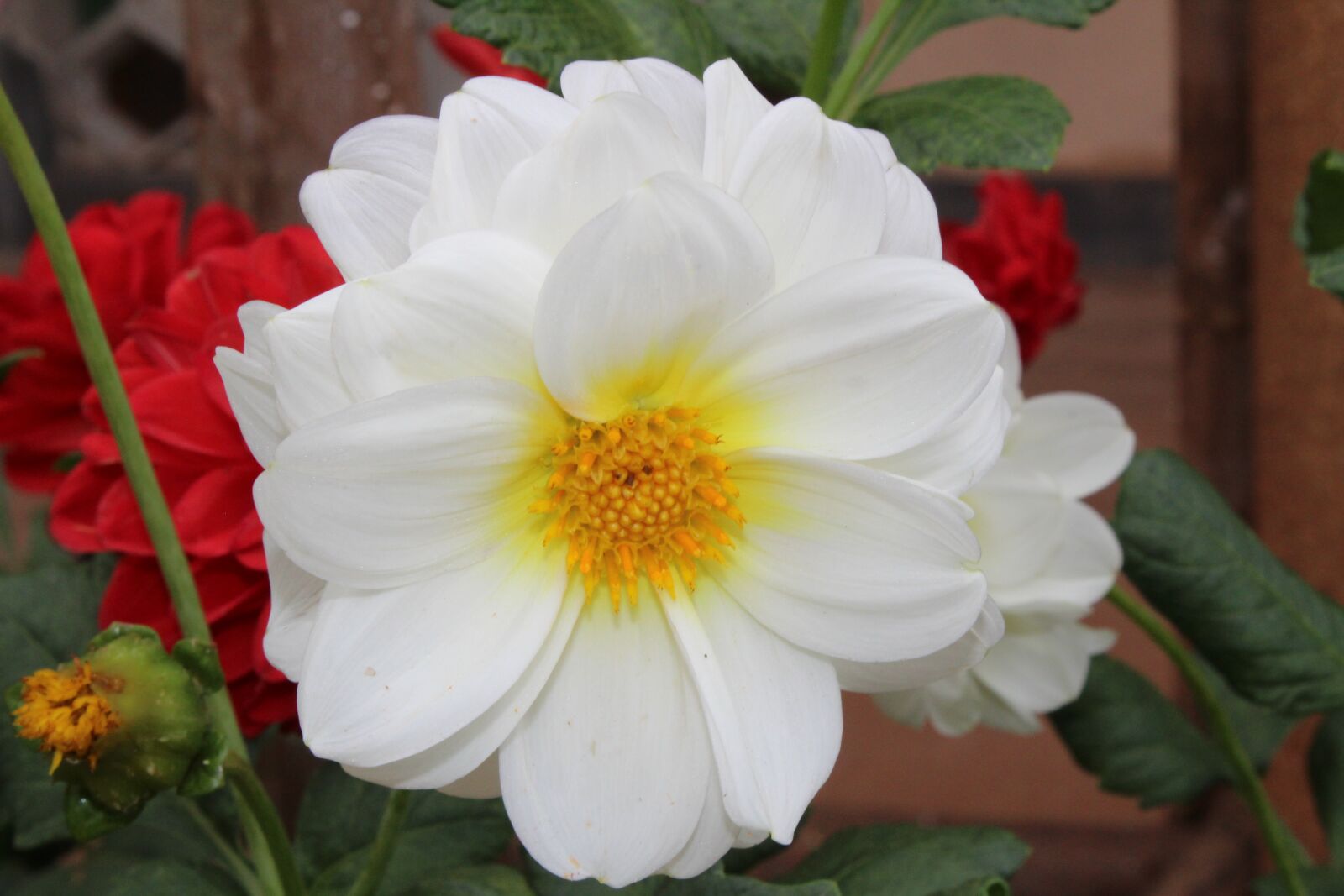 Canon EOS 1300D (EOS Rebel T6 / EOS Kiss X80) sample photo. White rose, flower, nature photography