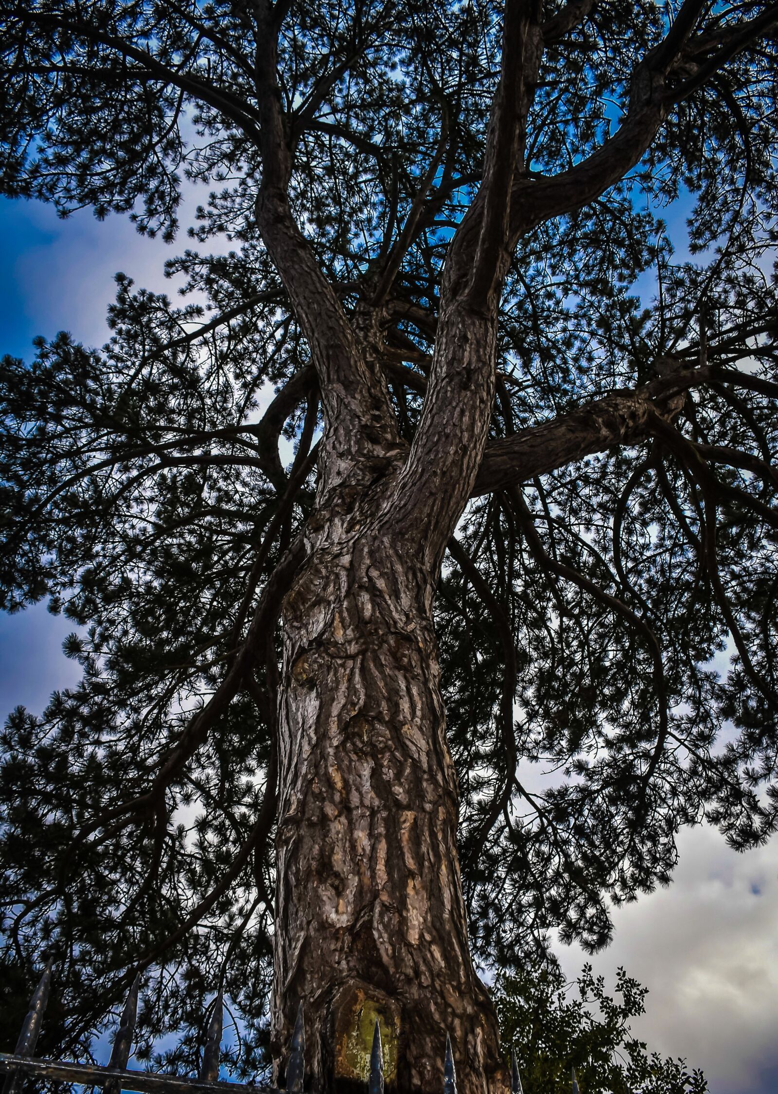 Nikon D5500 sample photo. Tree, branches, trees photography