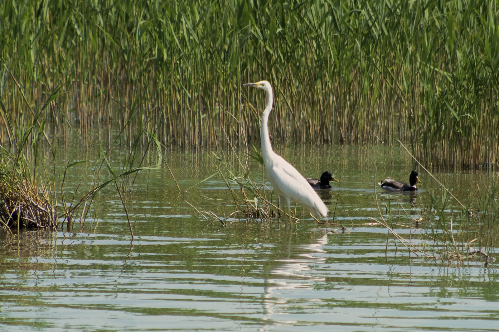 Canon EF75-300mm f/4-5.6 sample photo. Great, white, heron photography
