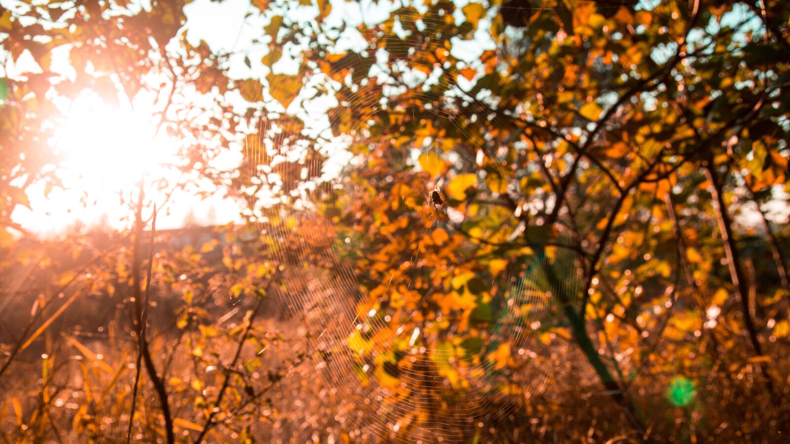 Canon EOS 700D (EOS Rebel T5i / EOS Kiss X7i) sample photo. Autumn, foliage, colorful photography