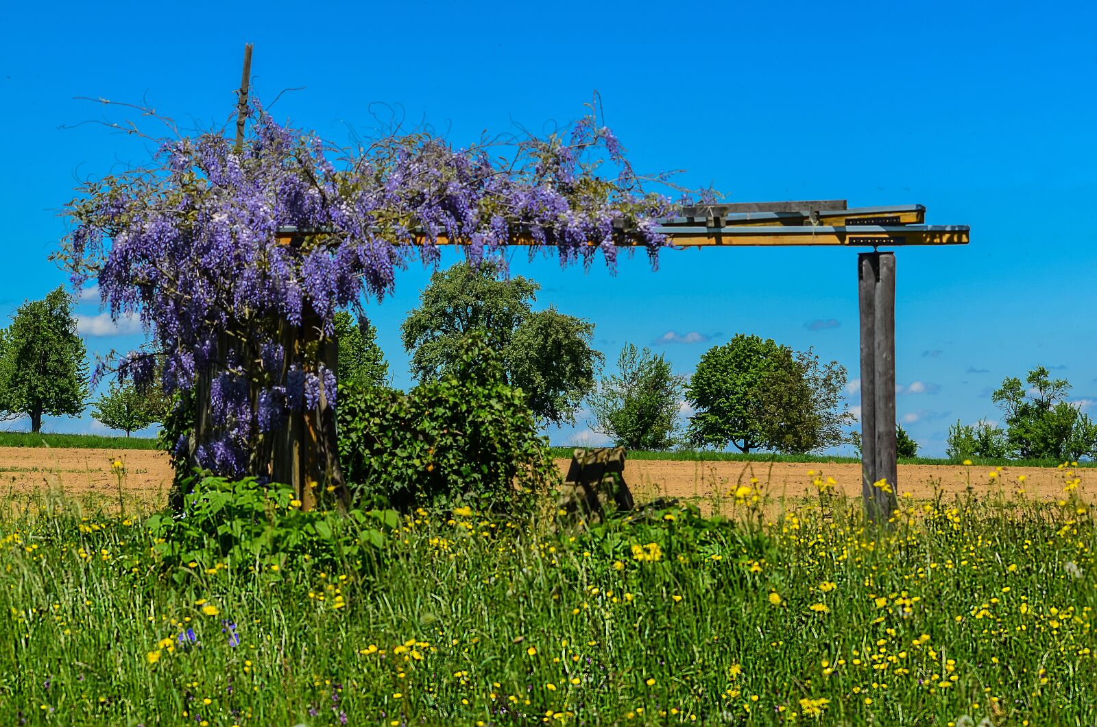 Nikon D5100 sample photo. Garden, lilac, meadow photography