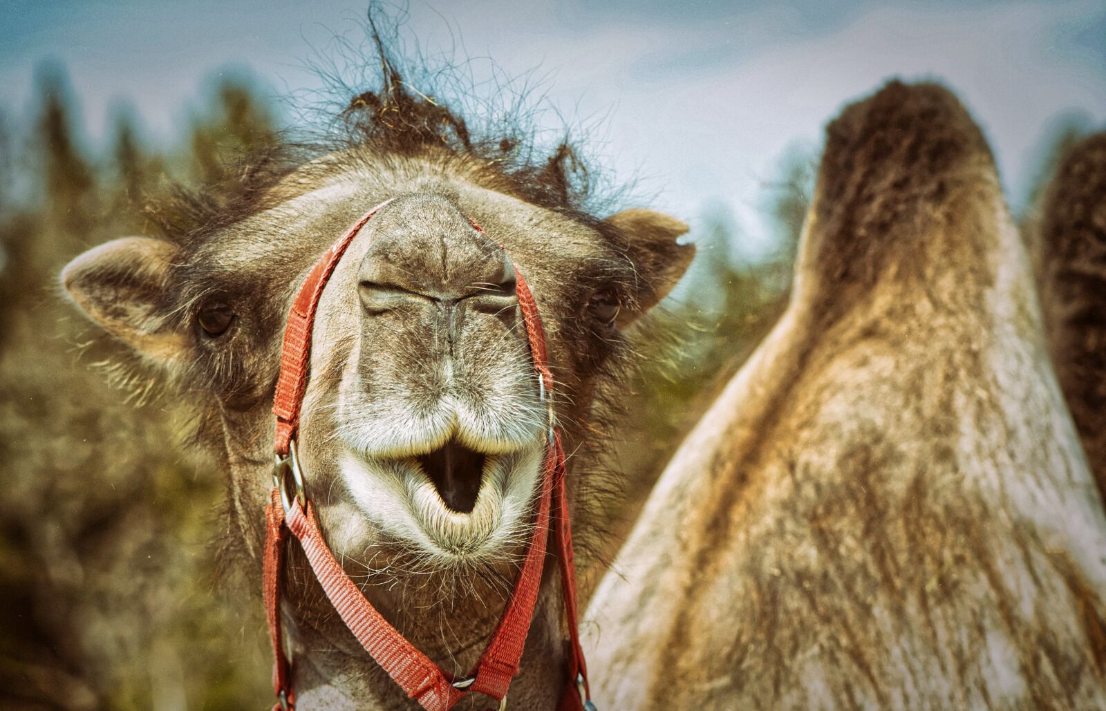 Nikon D7200 sample photo. Camel, animal photography, animal photography