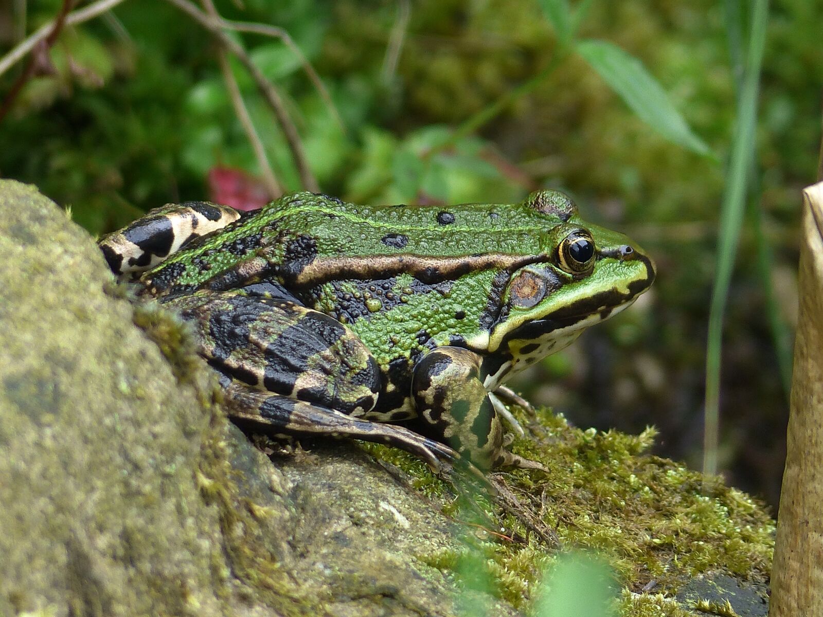 Panasonic Lumix DMC-FZ200 sample photo. Frog, water frog, animal photography