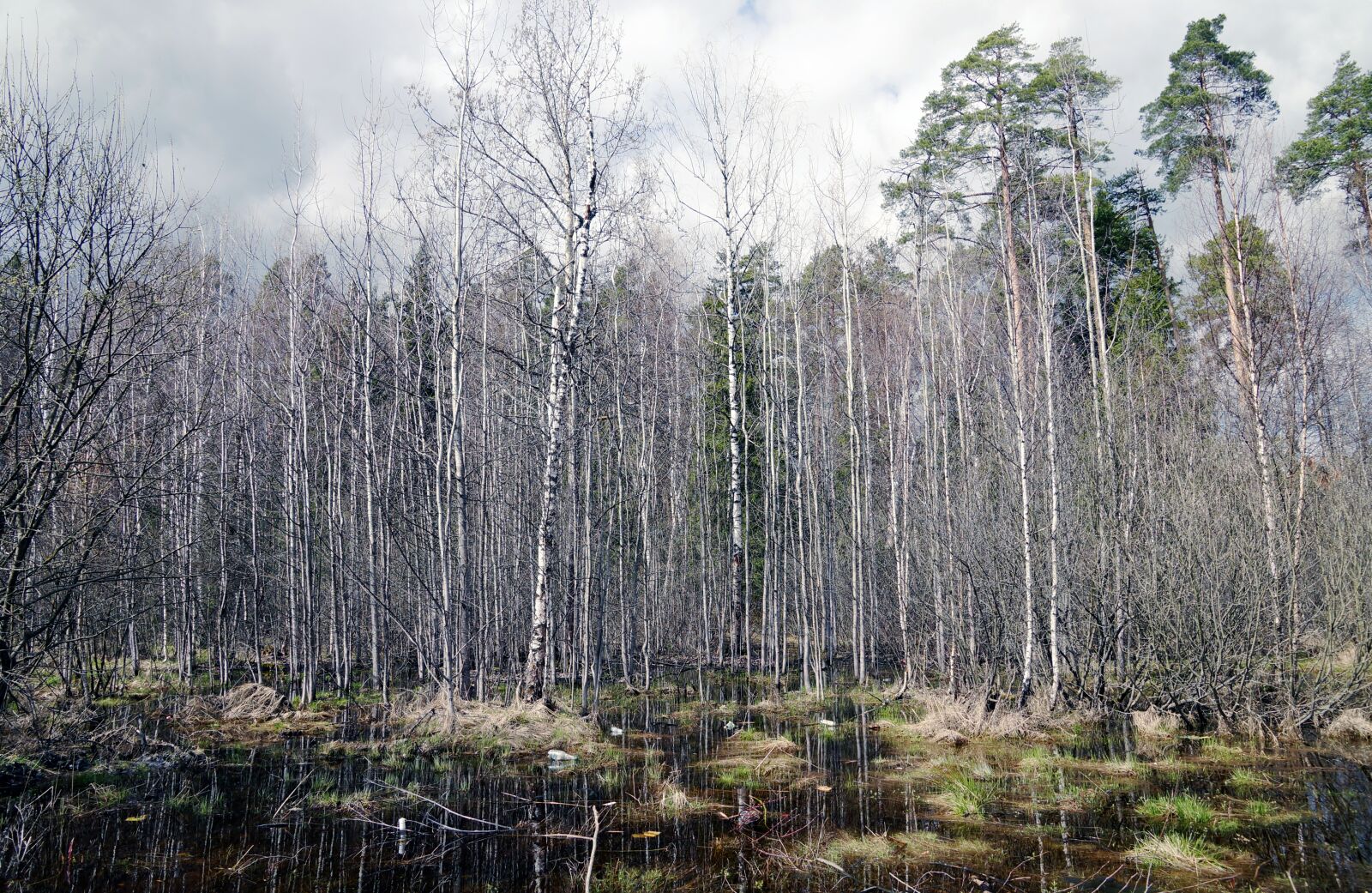 Sony SLT-A37 sample photo. Landscape, birch, autumn day photography