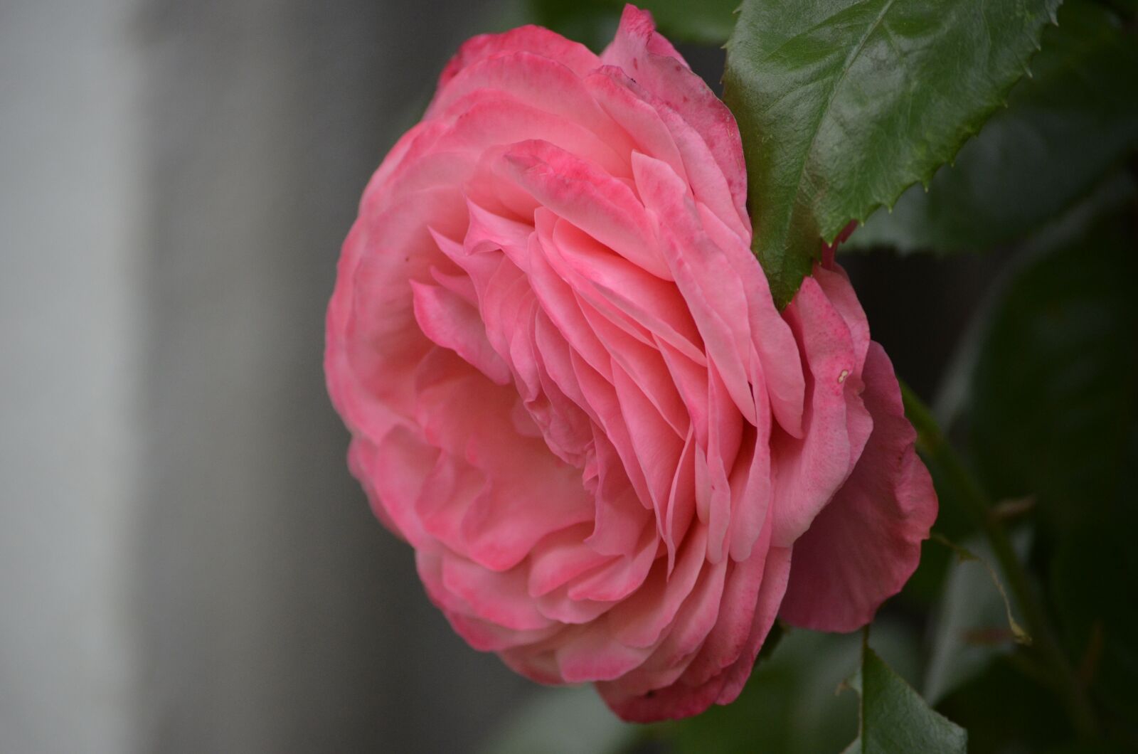 Nikon D5100 sample photo. Rose, flower, pink photography