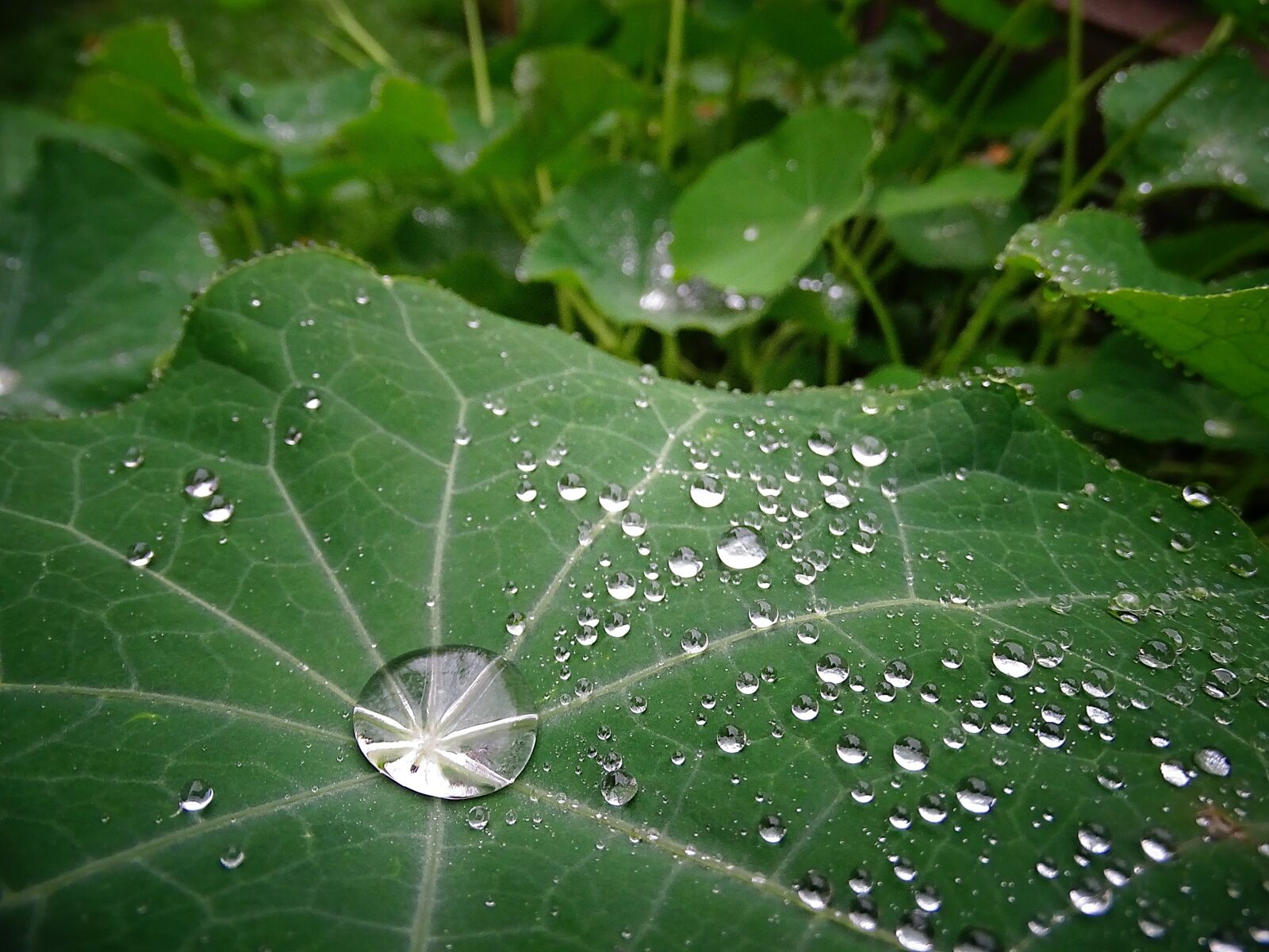 Sony Cyber-shot DSC-HX400V sample photo. Plant, drop of water photography