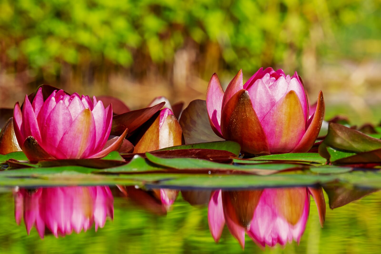 Fujifilm XF 55-200mm F3.5-4.8 R LM OIS sample photo. Water lilies, flowers, bloom photography