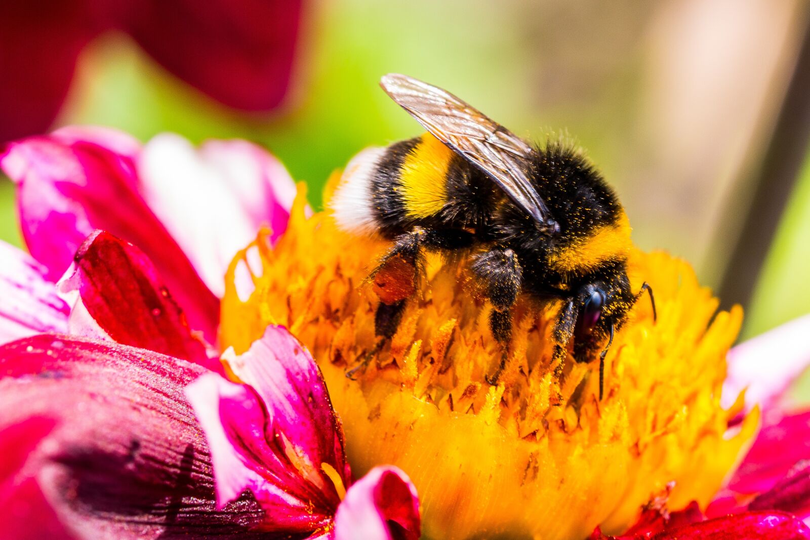 Canon EOS 70D sample photo. Dahlia hortensis, hummel, blossom photography