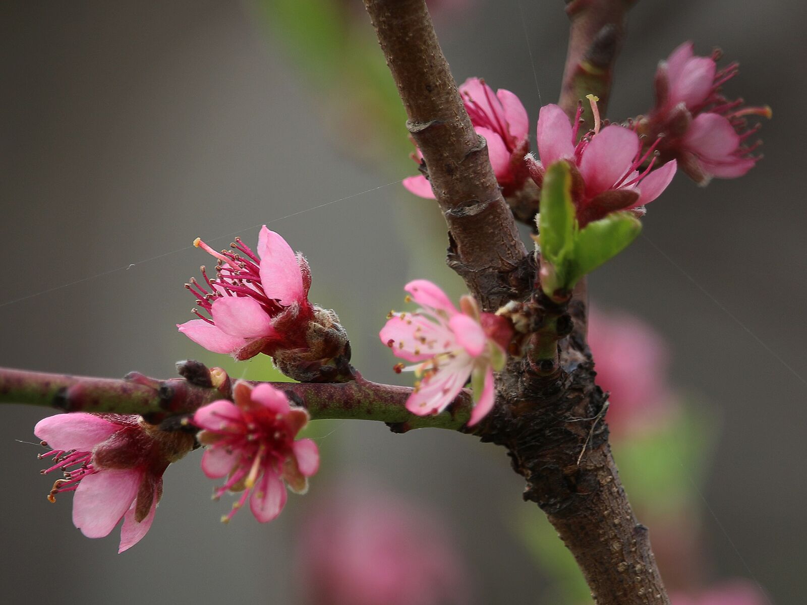Canon EF-S 55-250mm F4-5.6 IS STM sample photo. Flower, tree, branch photography